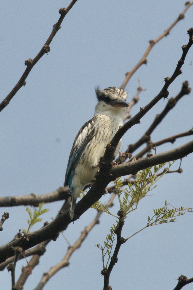 Striped Kingfisher - ML620564390