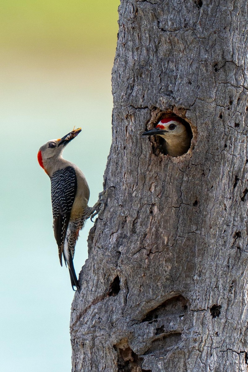 Yucatan Woodpecker - ML620564393
