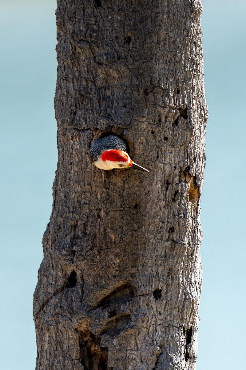 Yucatan Woodpecker - ML620564395