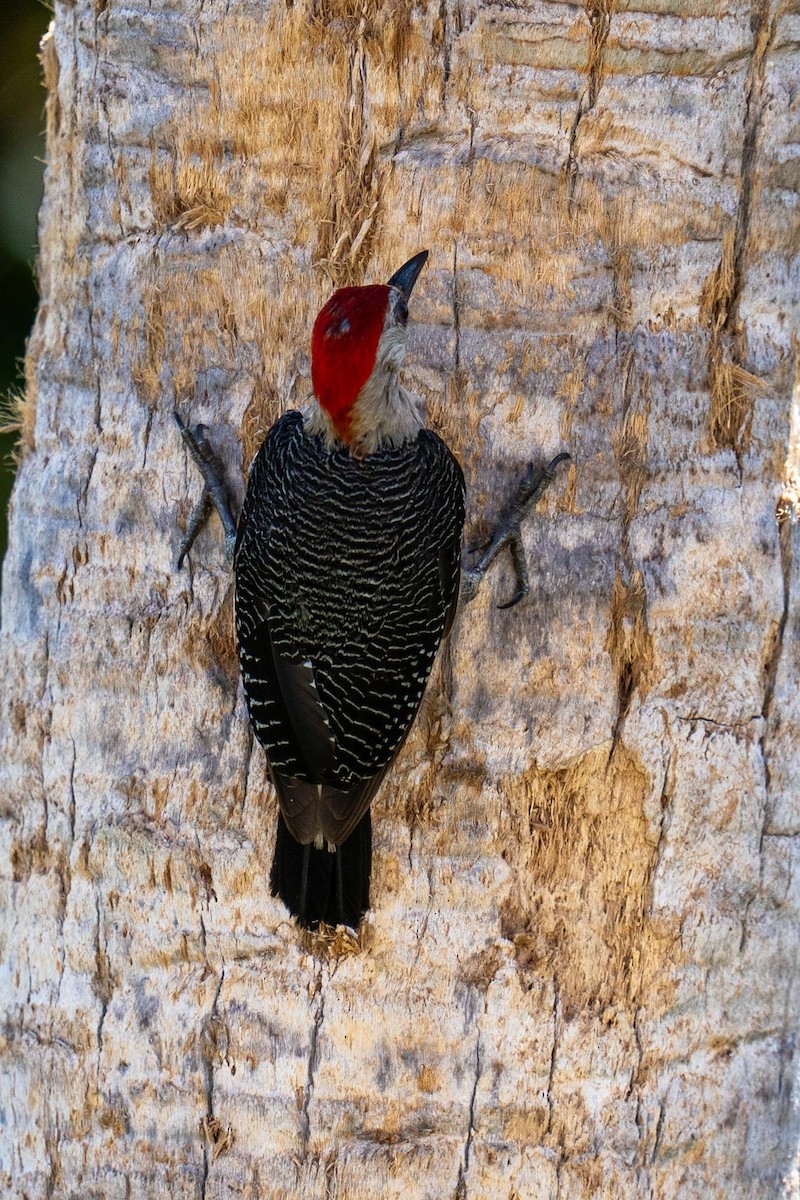 Yucatan Woodpecker - ML620564396