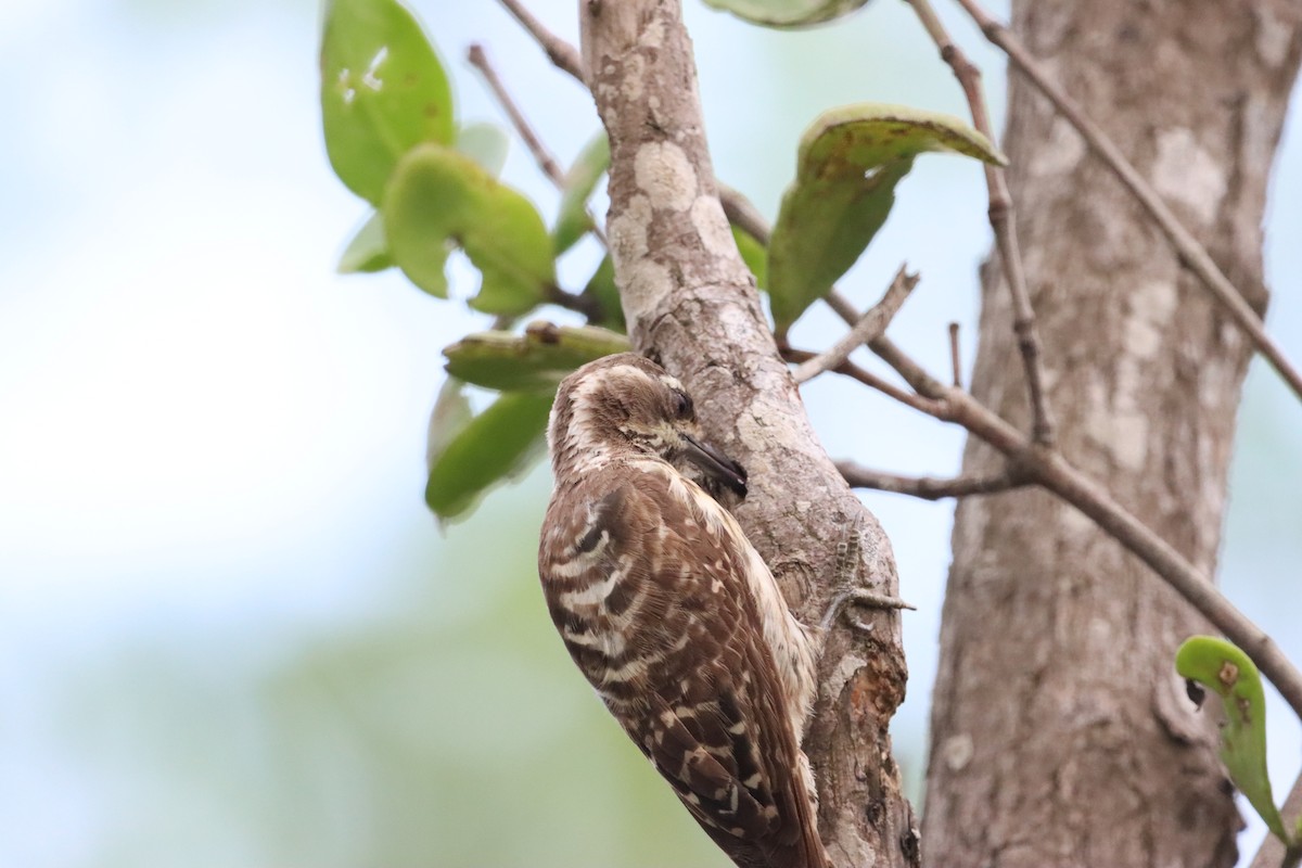 Philippine Pygmy Woodpecker - ML620564397