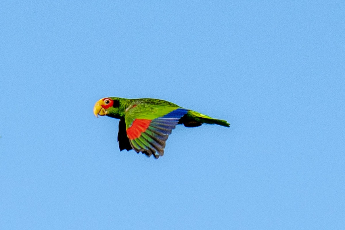 Red-lored Parrot - ML620564402