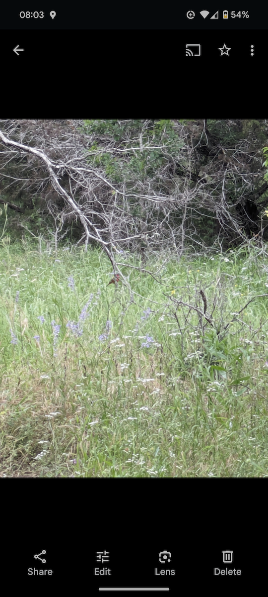 Painted Bunting - ML620564404