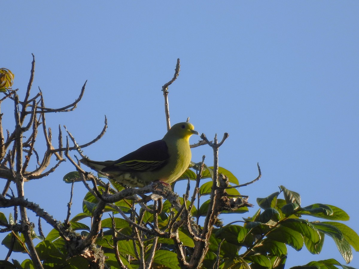 Sri Lanka Green-Pigeon - ML620564406
