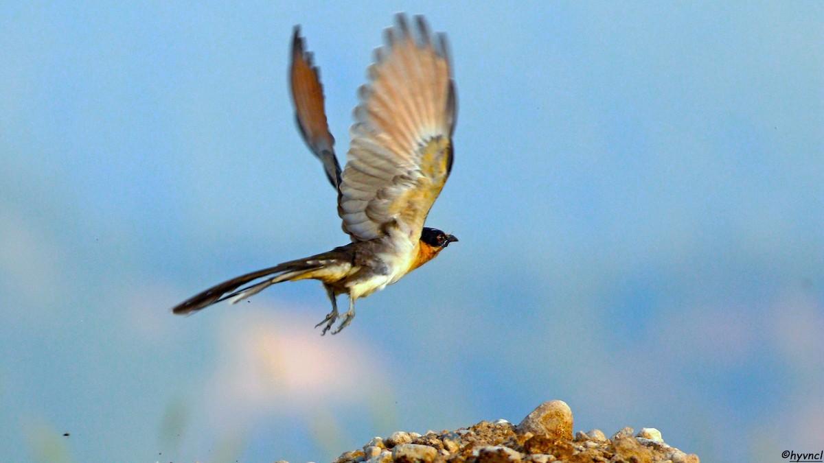 Great Spotted Cuckoo - ML620564407