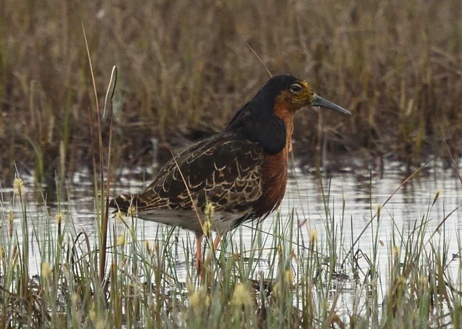 Kampfläufer - ML620564413