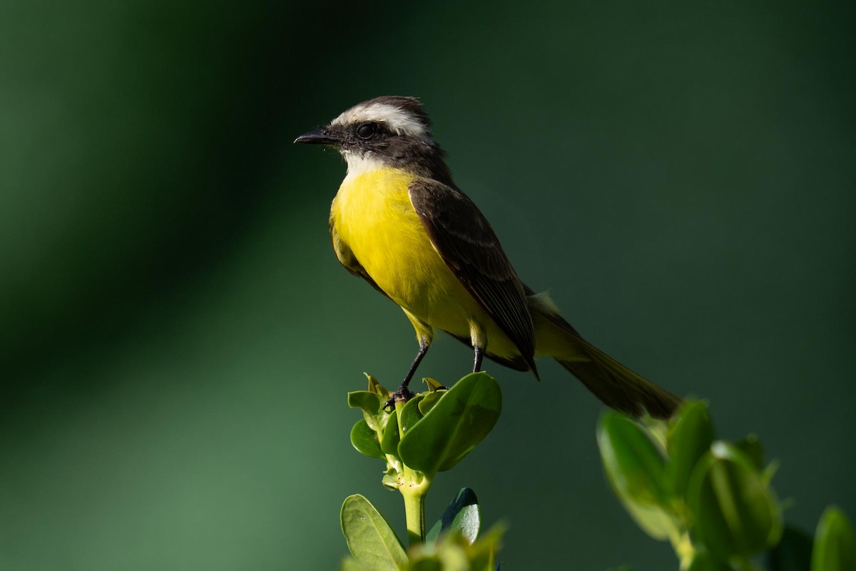 Yucatan Flycatcher - ML620564416