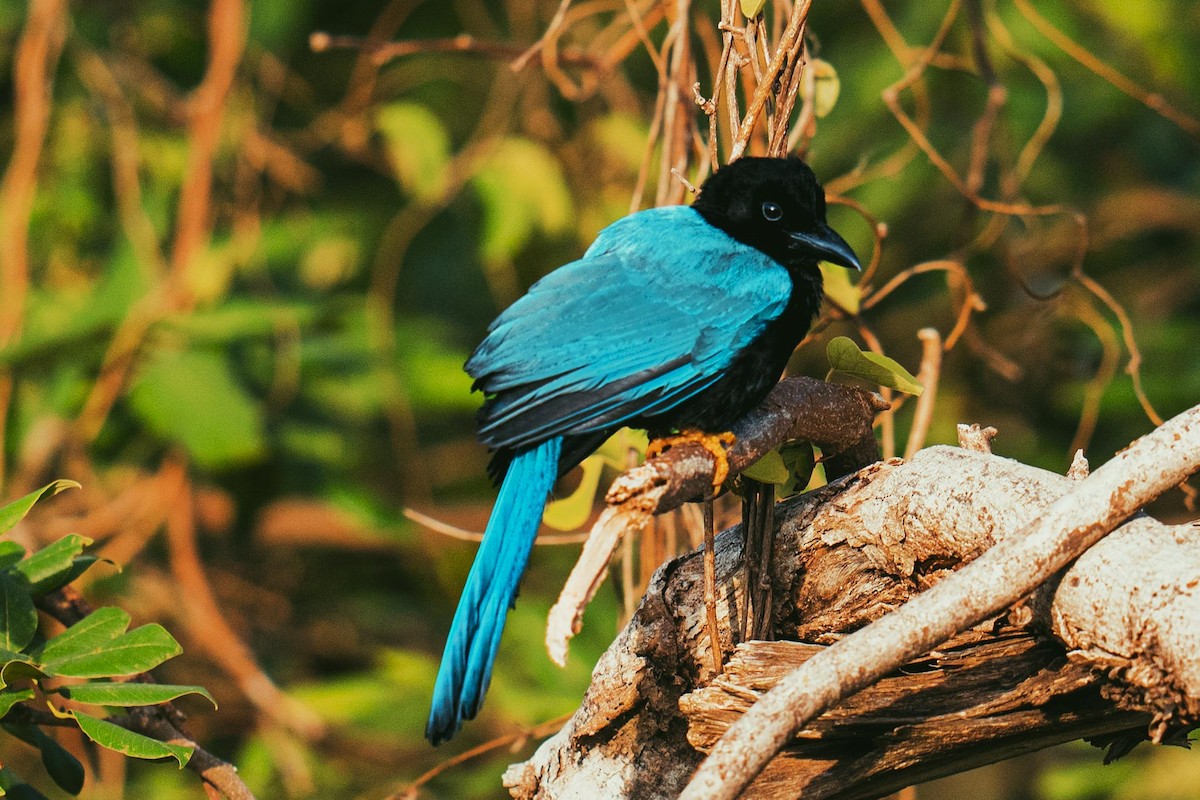 Yucatan Jay - ML620564419