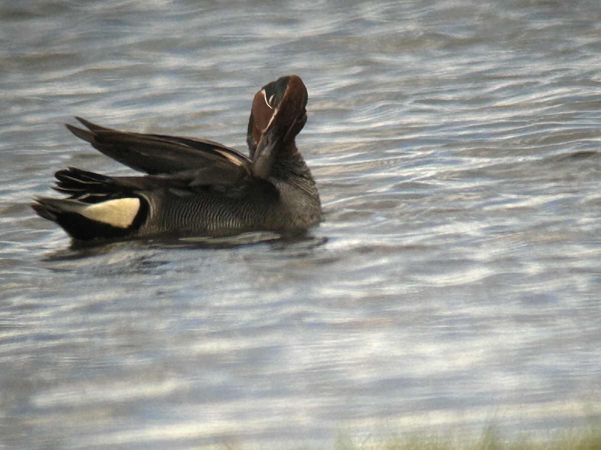 Green-winged Teal (Eurasian) - ML620564422