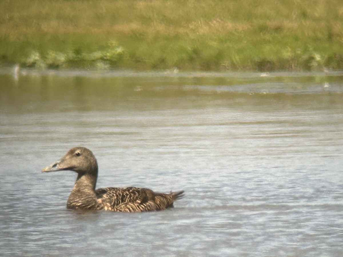 Common Eider - ML620564423