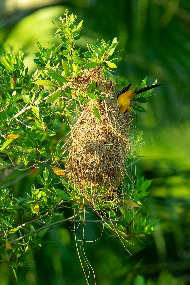 Hooded Oriole - Jango Unwalla