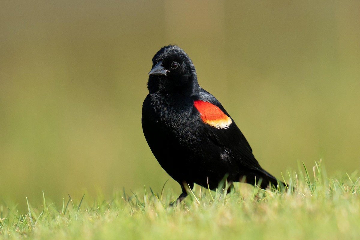 Red-winged Blackbird - ML620564430