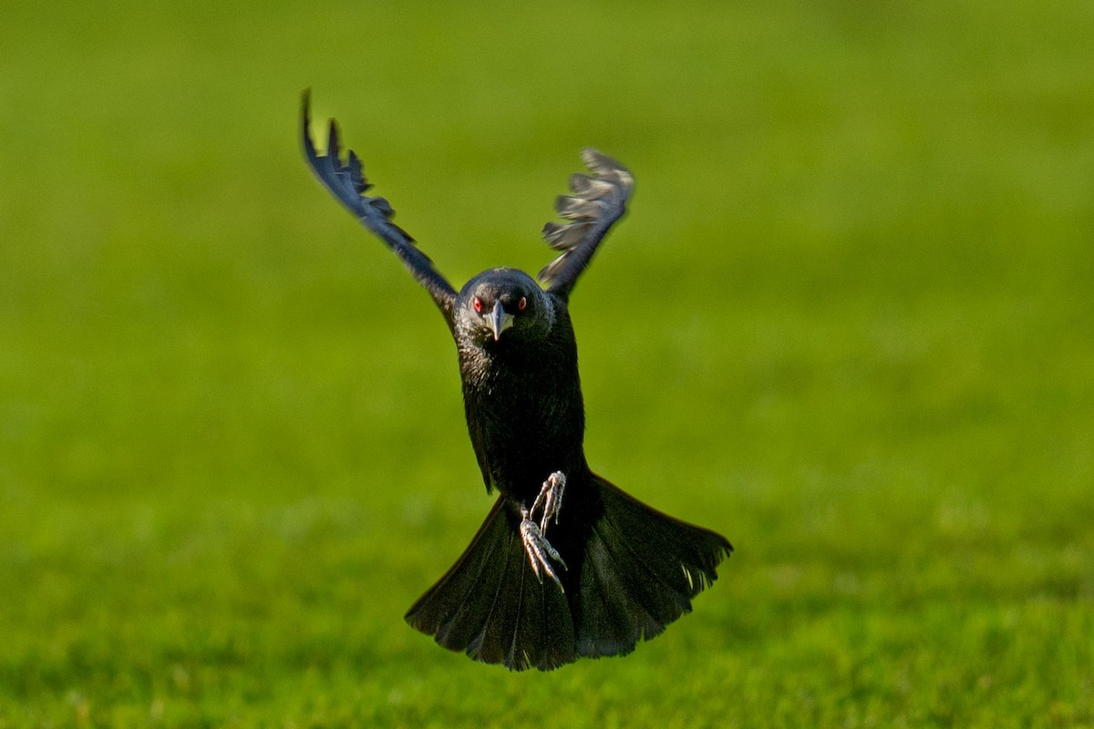 Bronzed Cowbird - Jango Unwalla