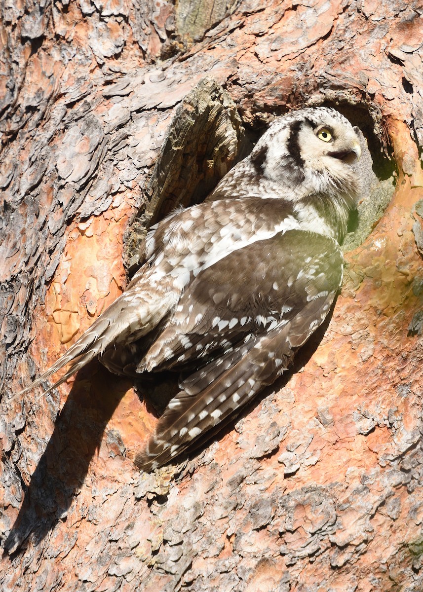 Northern Hawk Owl - ML620564452