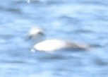 Smew - ML620564455