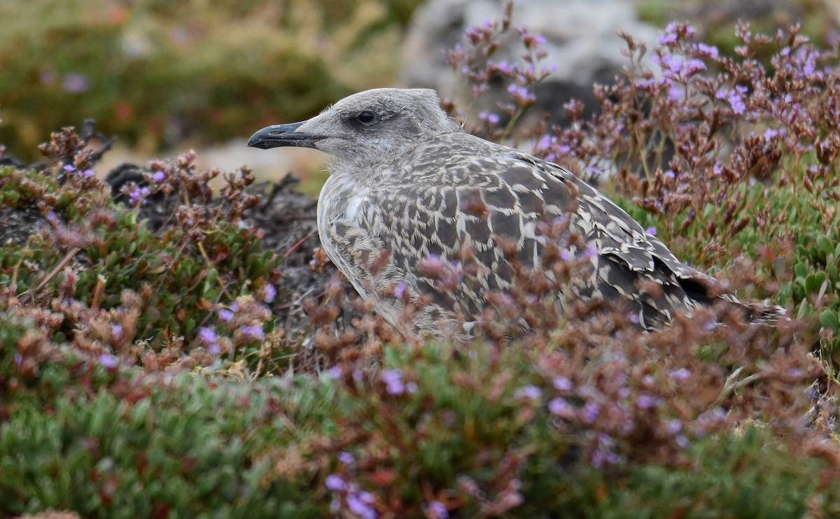 Gaviota Patiamarilla - ML620564457