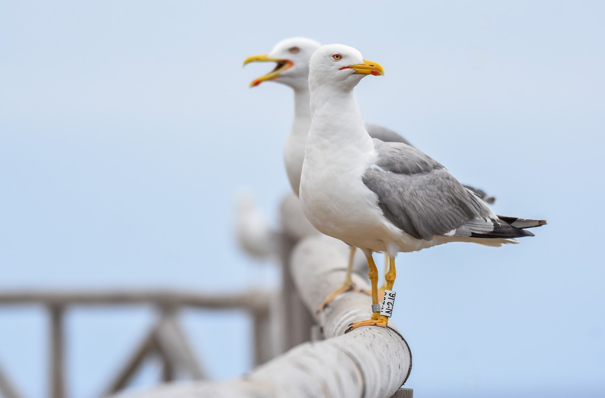 Gaviota Patiamarilla - ML620564458