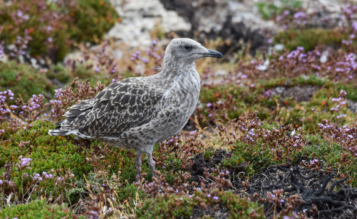 Yellow-legged Gull - ML620564462