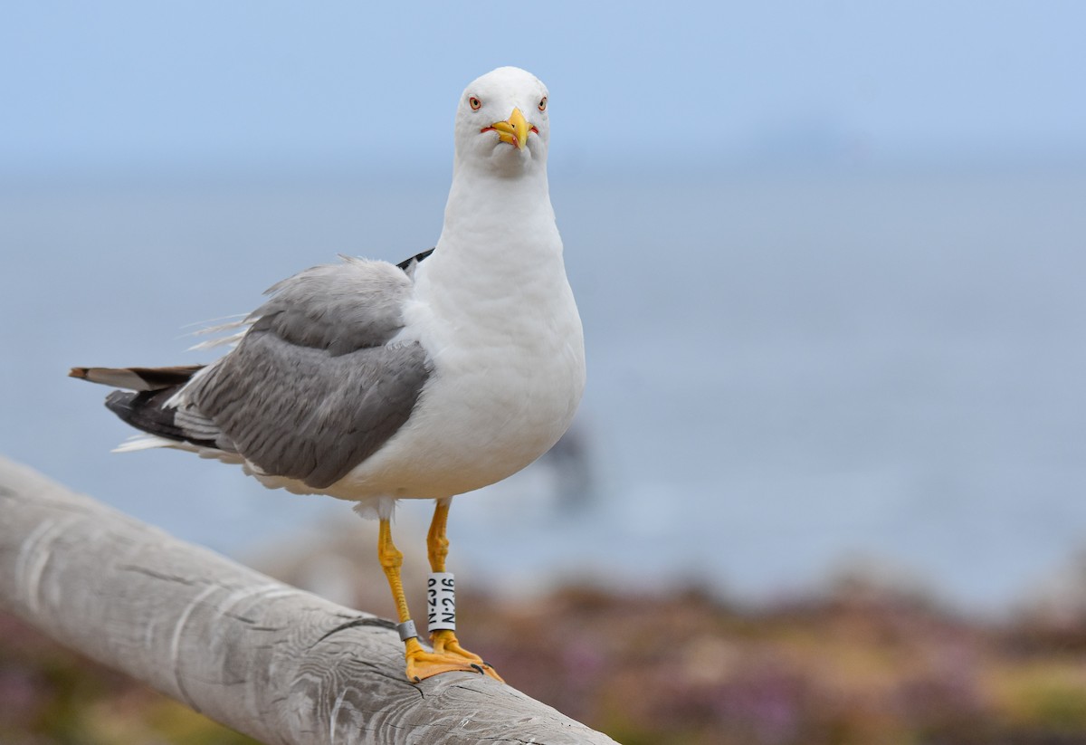 Gaviota Patiamarilla - ML620564464