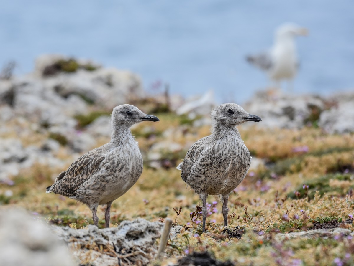 Yellow-legged Gull - ML620564466