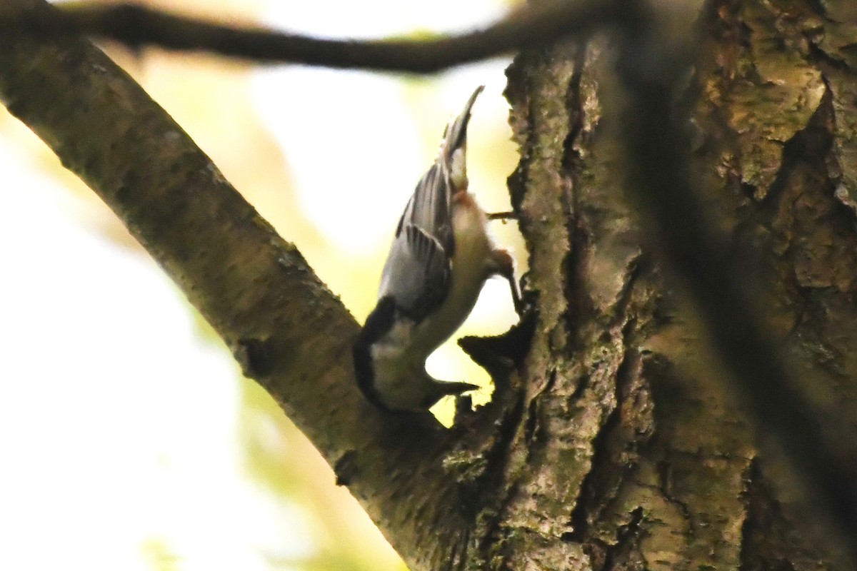 White-breasted Nuthatch - ML620564468
