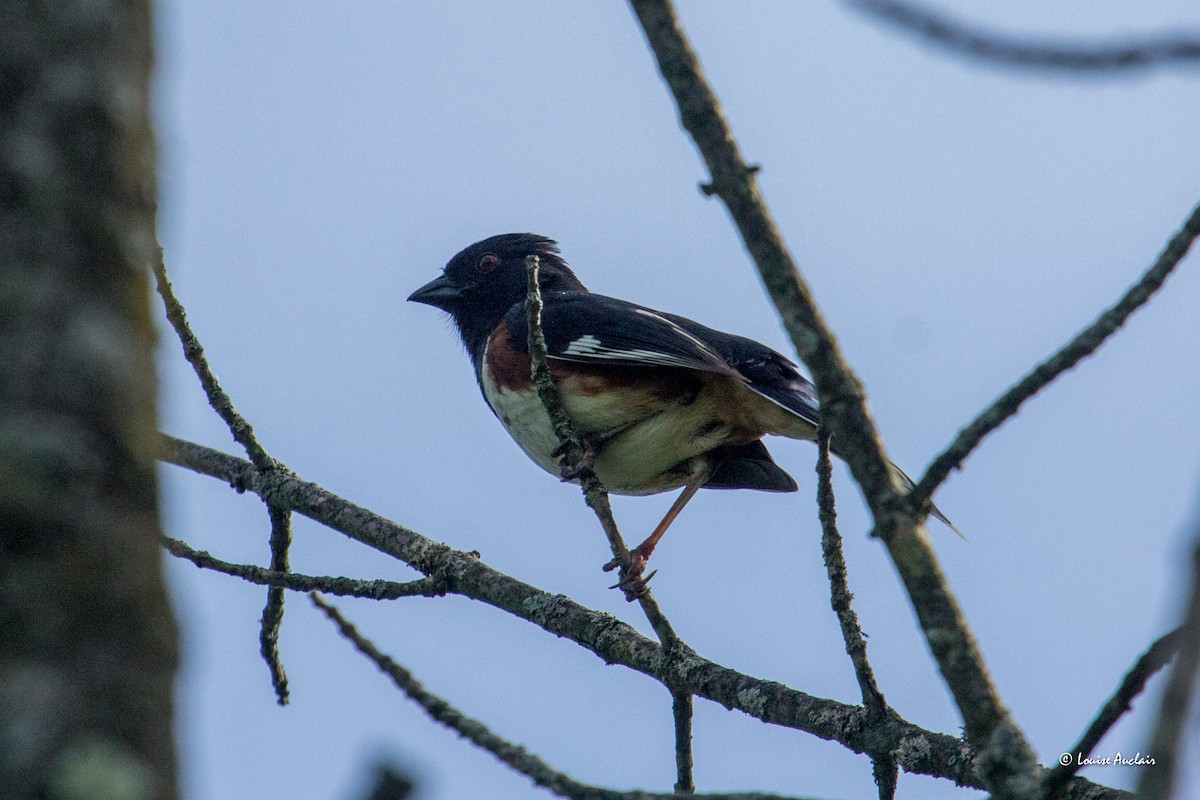 Eastern Towhee - ML620564479