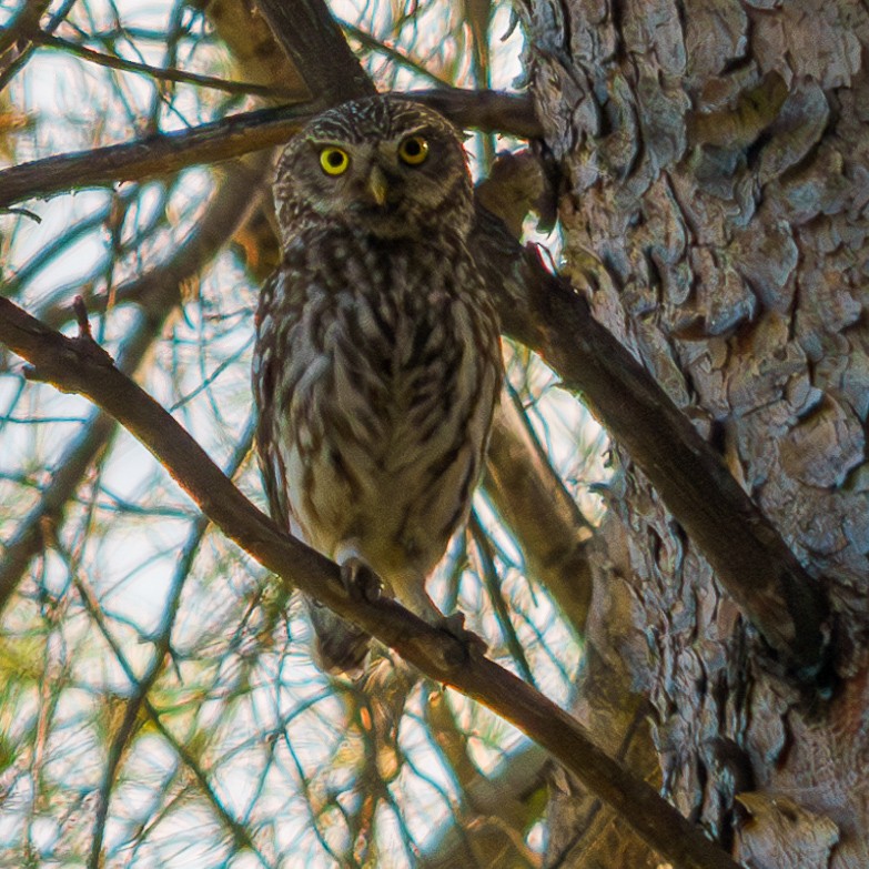 Little Owl - ML620564480