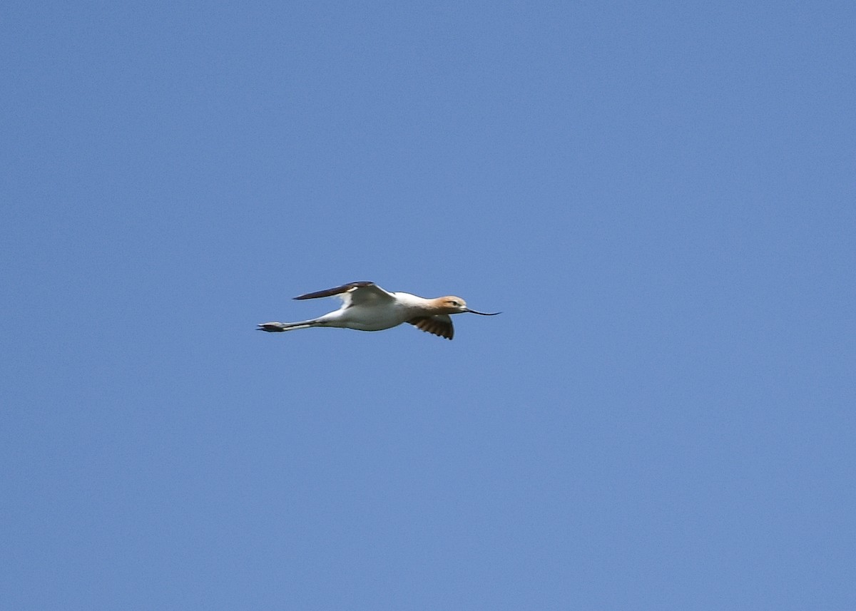 Avoceta Americana - ML620564483