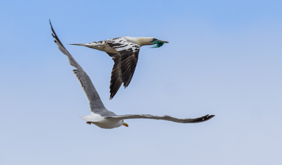 Northern Gannet - ML620564484