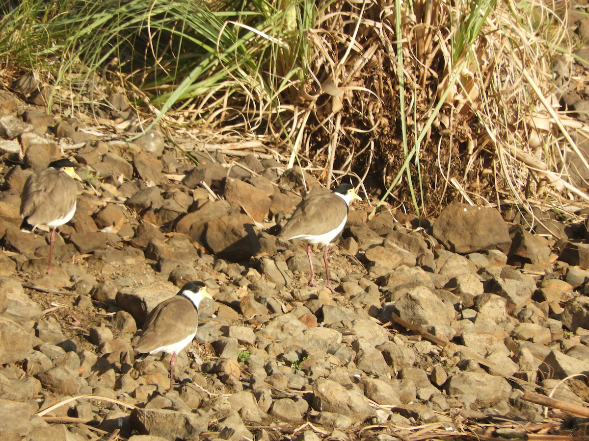 Masked Lapwing - ML620564485