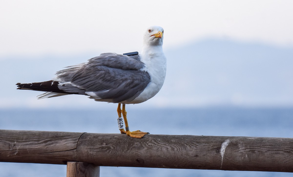 Gaviota Patiamarilla - ML620564489