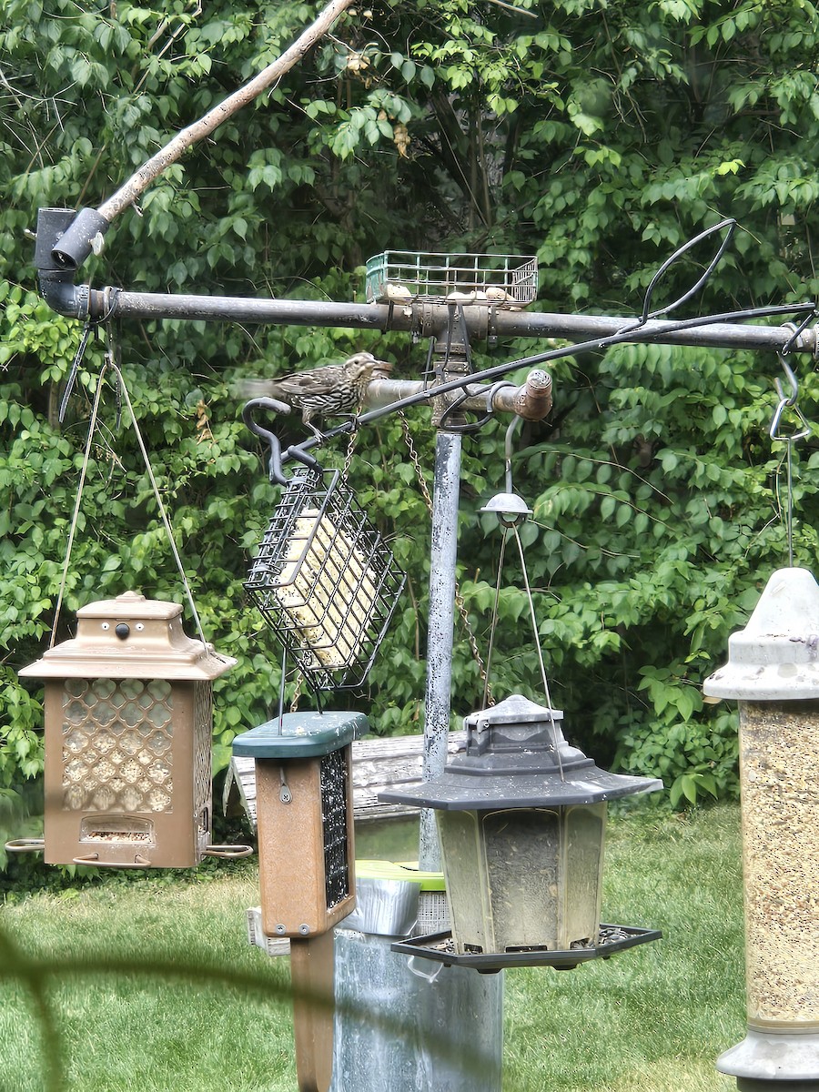 Red-winged Blackbird - ML620564493