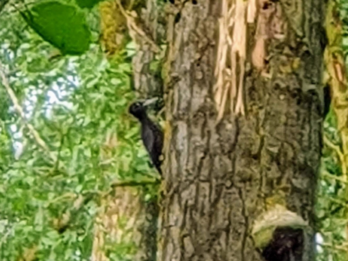 Black Woodpecker - ML620564508