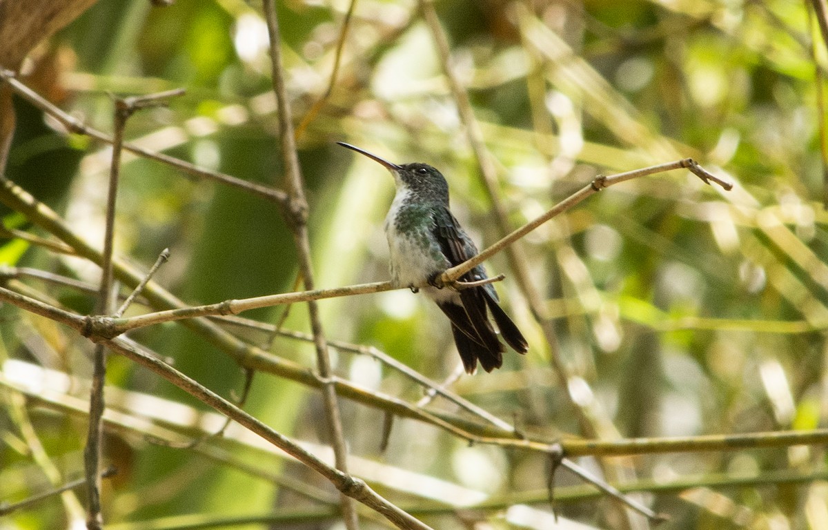 Plain-bellied Emerald - ML620564516