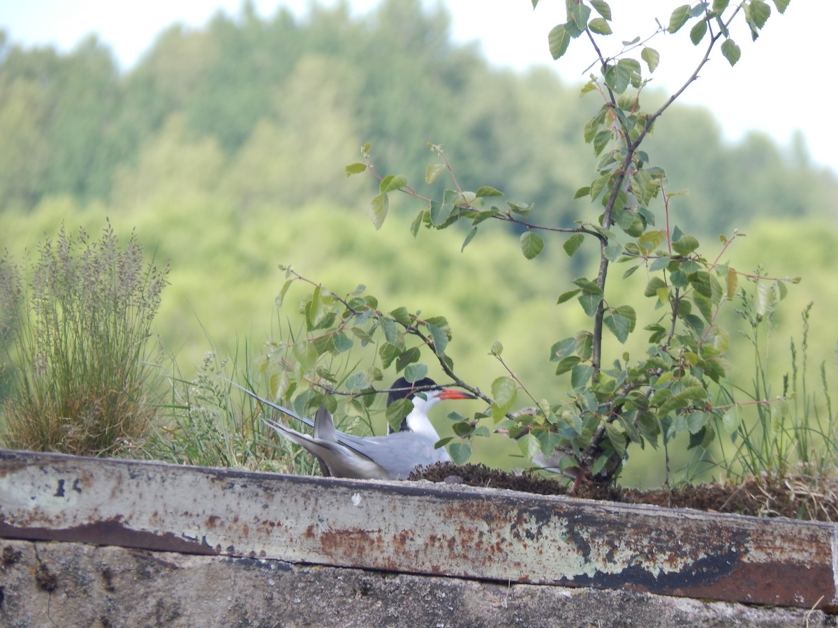 Common Tern - ML620564519