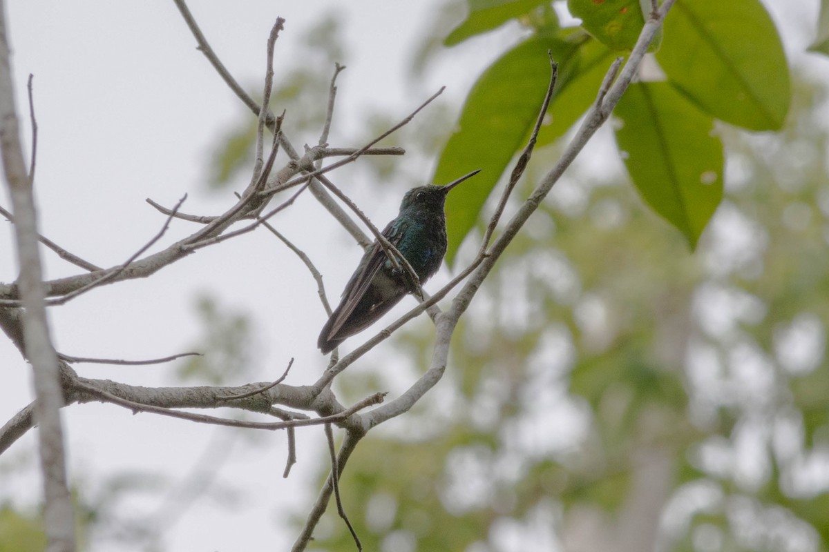 kolibřík modrobradý - ML620564520