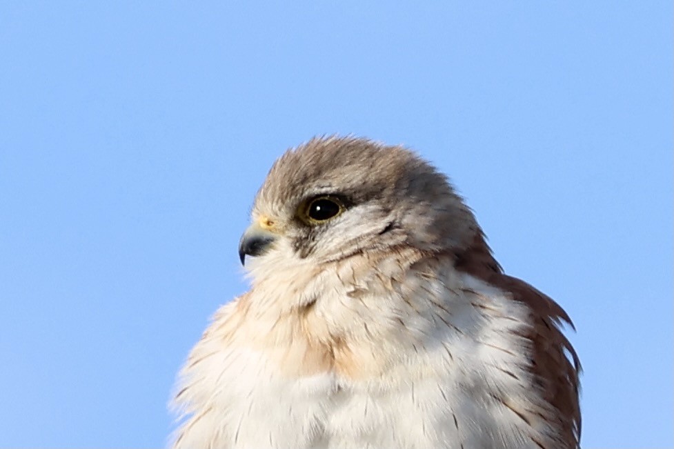 Nankeen Kestrel - ML620564531