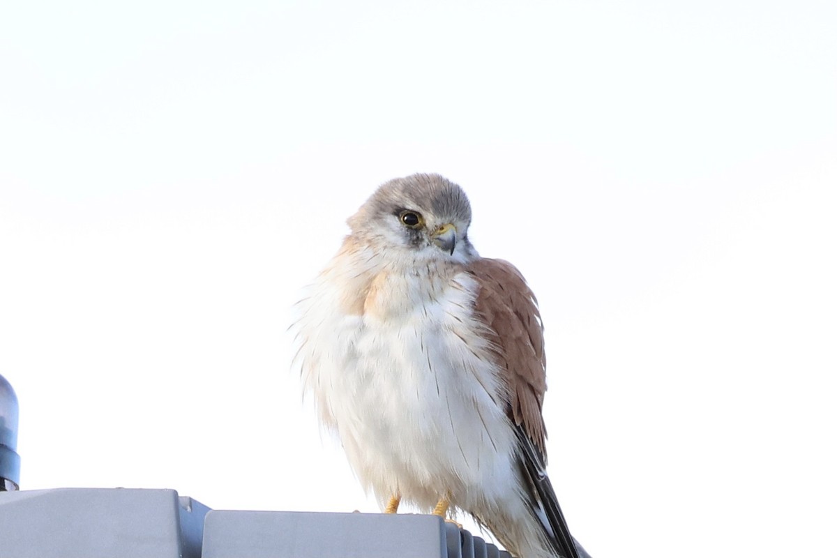 Nankeen Kestrel - ML620564532