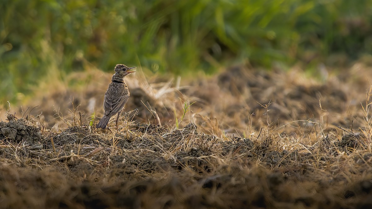 Paddyfield Pipit - ML620564536