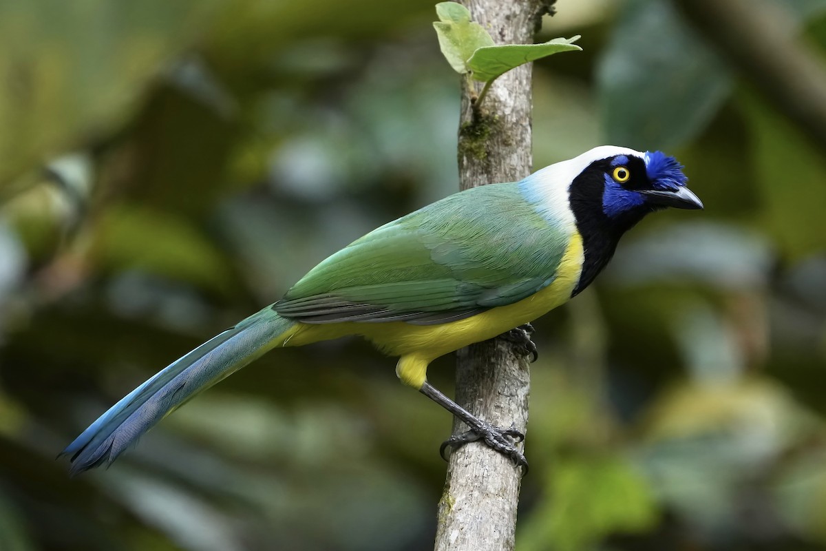 Green Jay - ML620564537