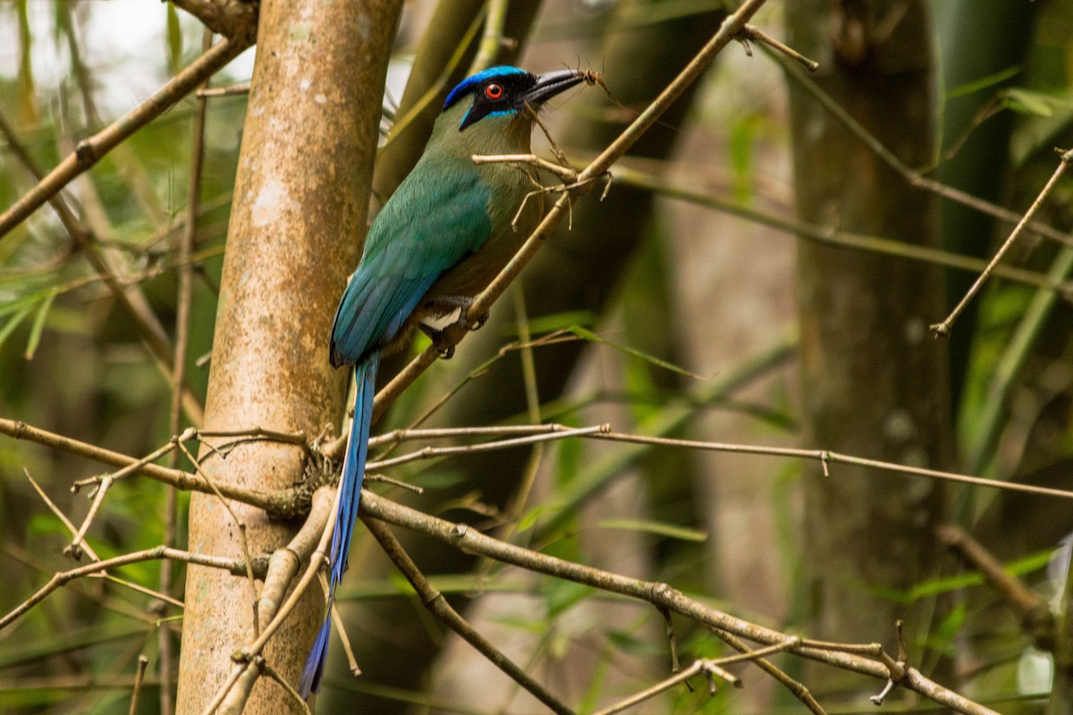 Amazonian Motmot - ML620564542