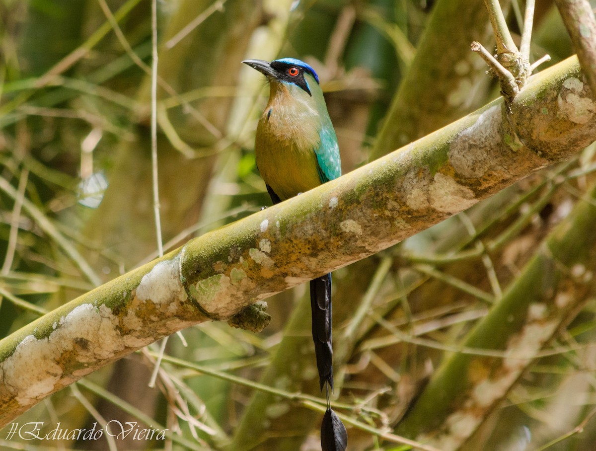 Amazonian Motmot - Eduardo Vieira 17