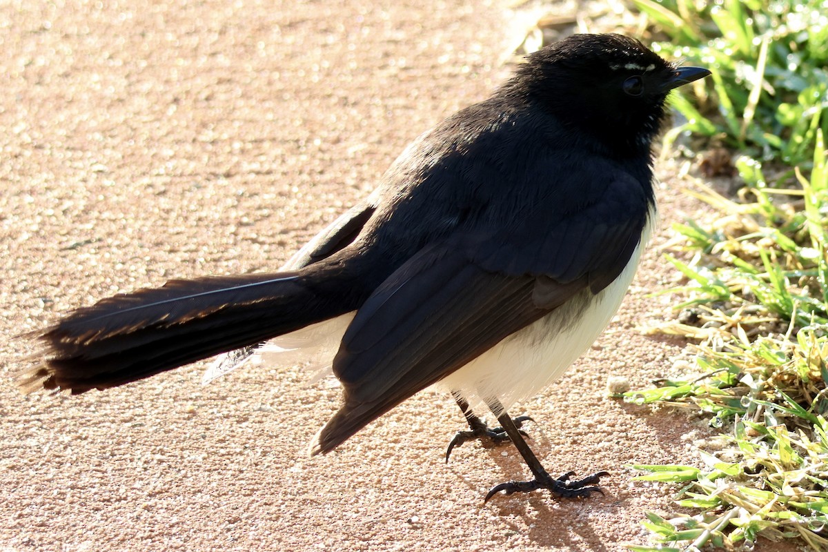 Willie-wagtail - ML620564557