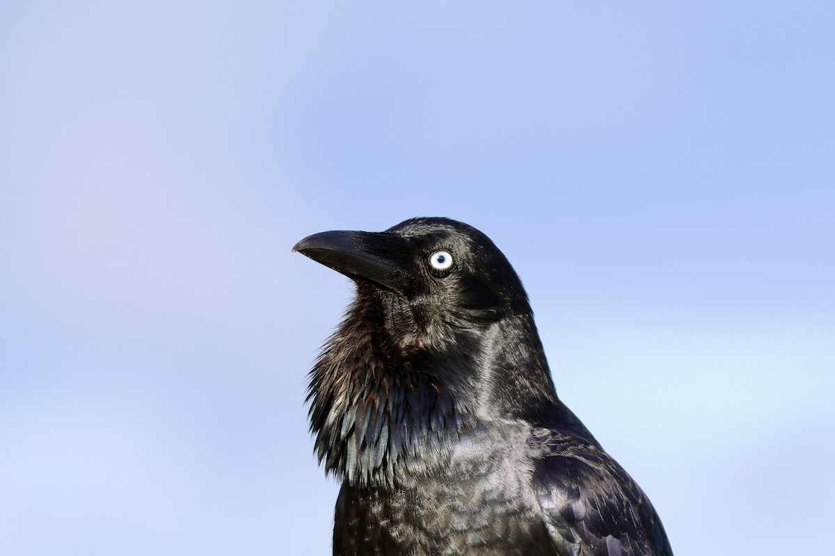 Australian Raven - ML620564563