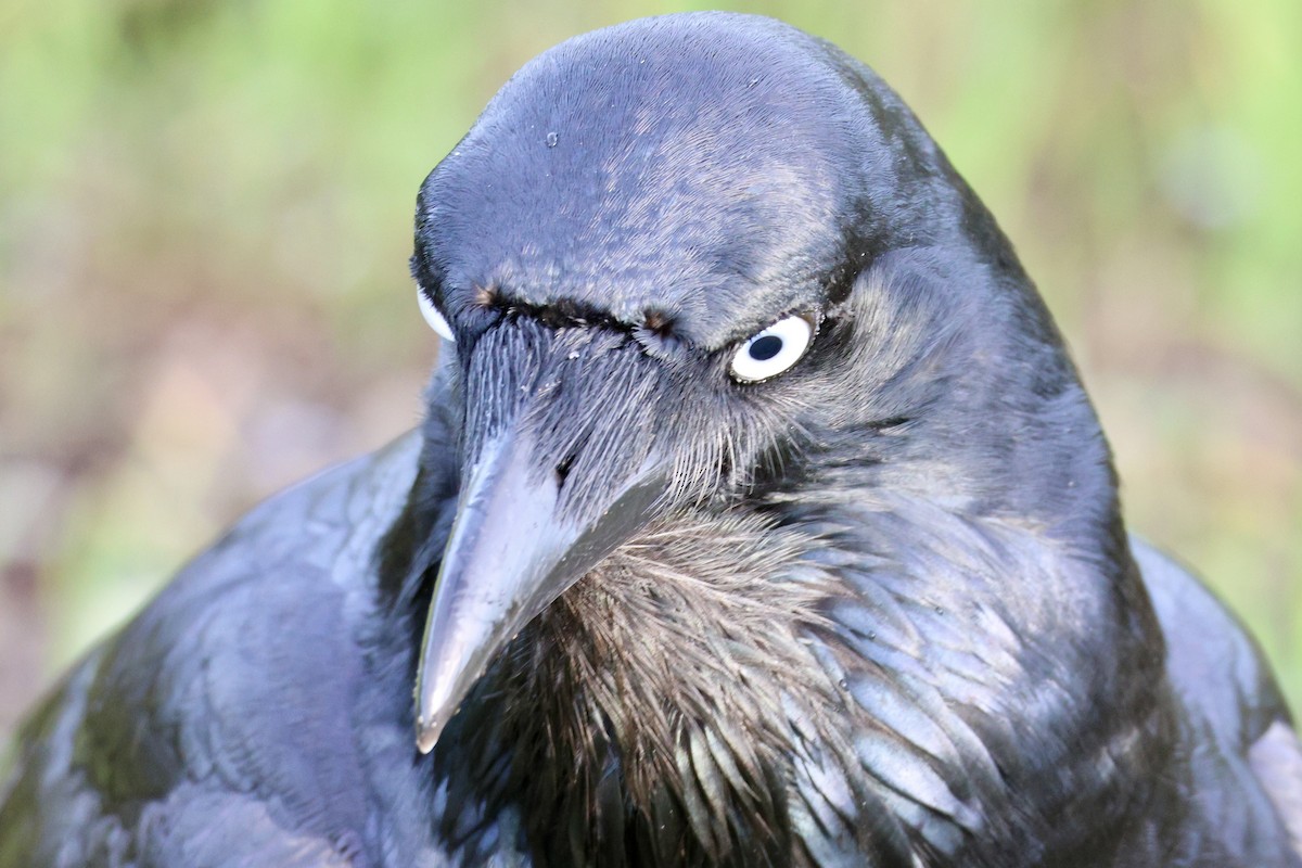 Australian Raven - ML620564565