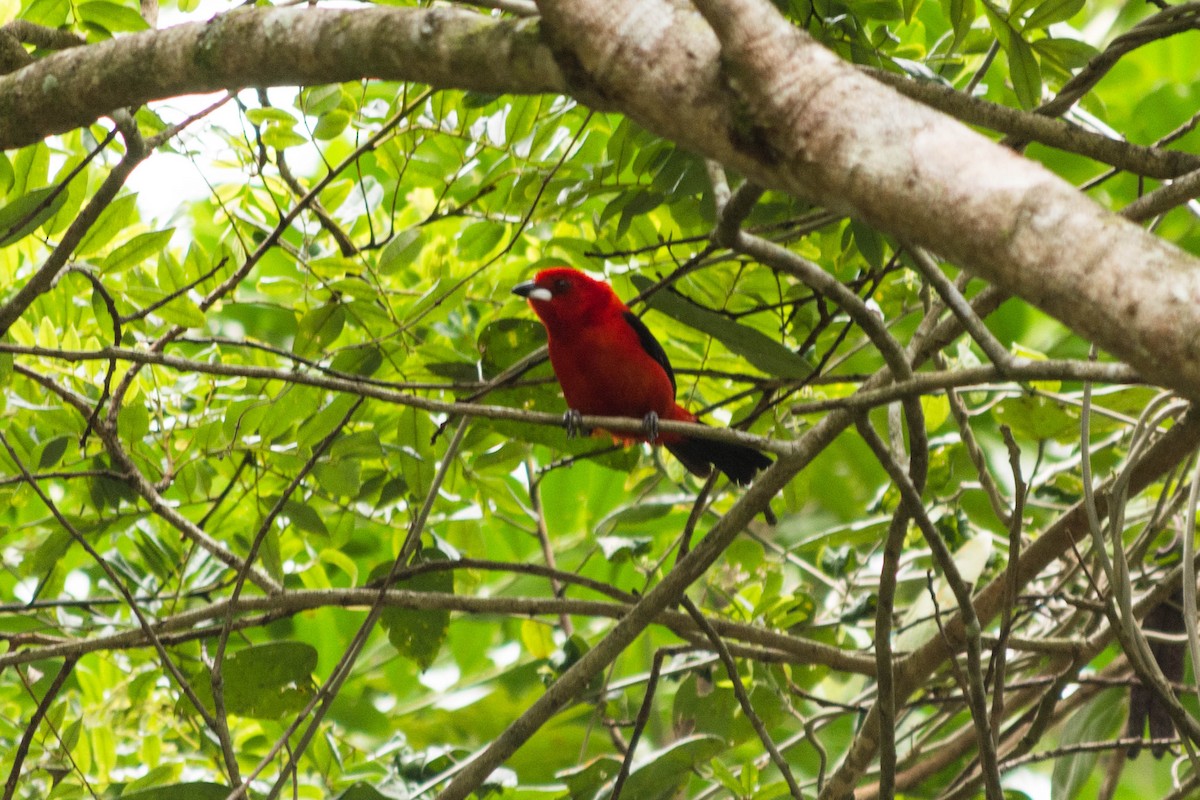 Brazilian Tanager - Eduardo Vieira 17