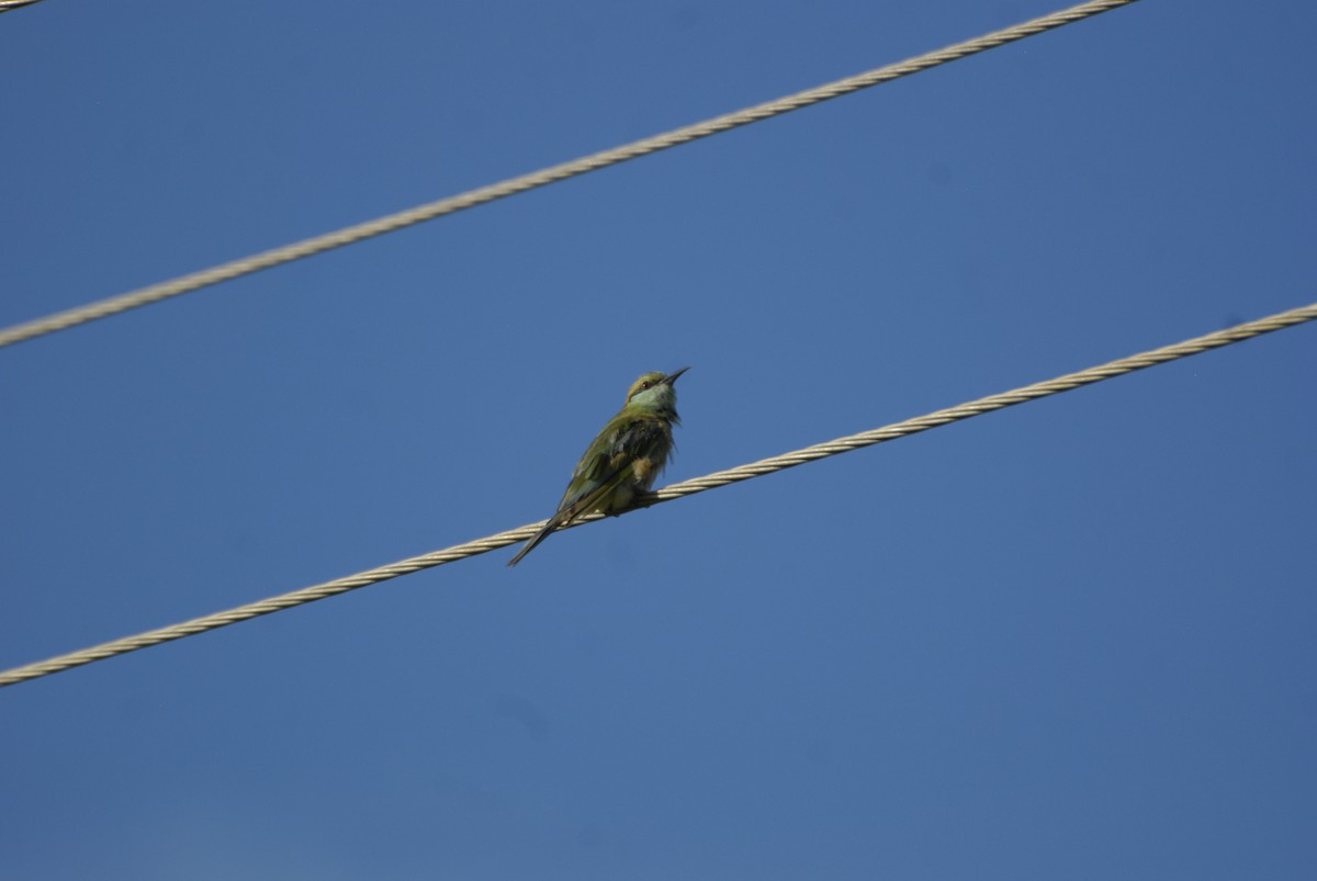 Asian Green Bee-eater - ML620564590