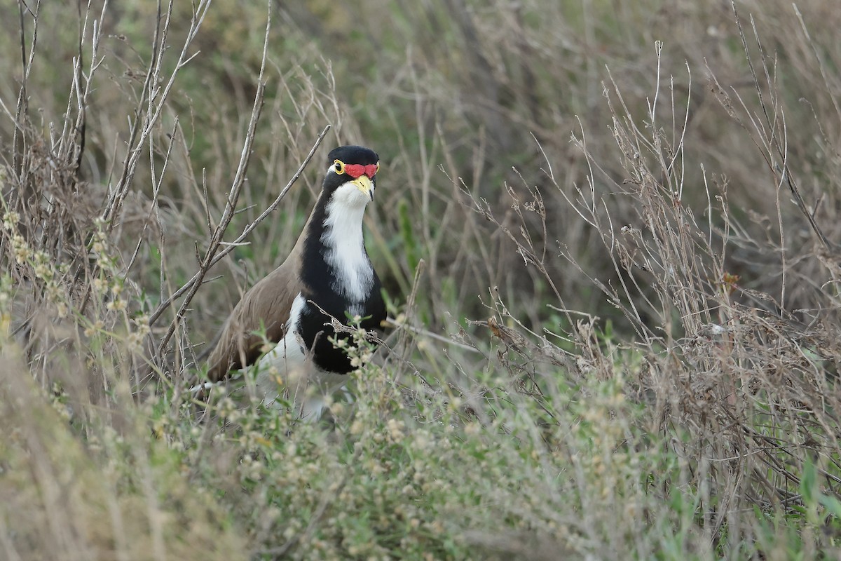 Banded Lapwing - ML620564592