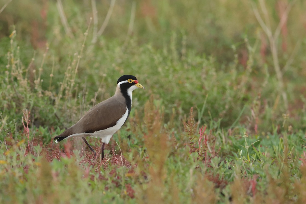 Banded Lapwing - ML620564593