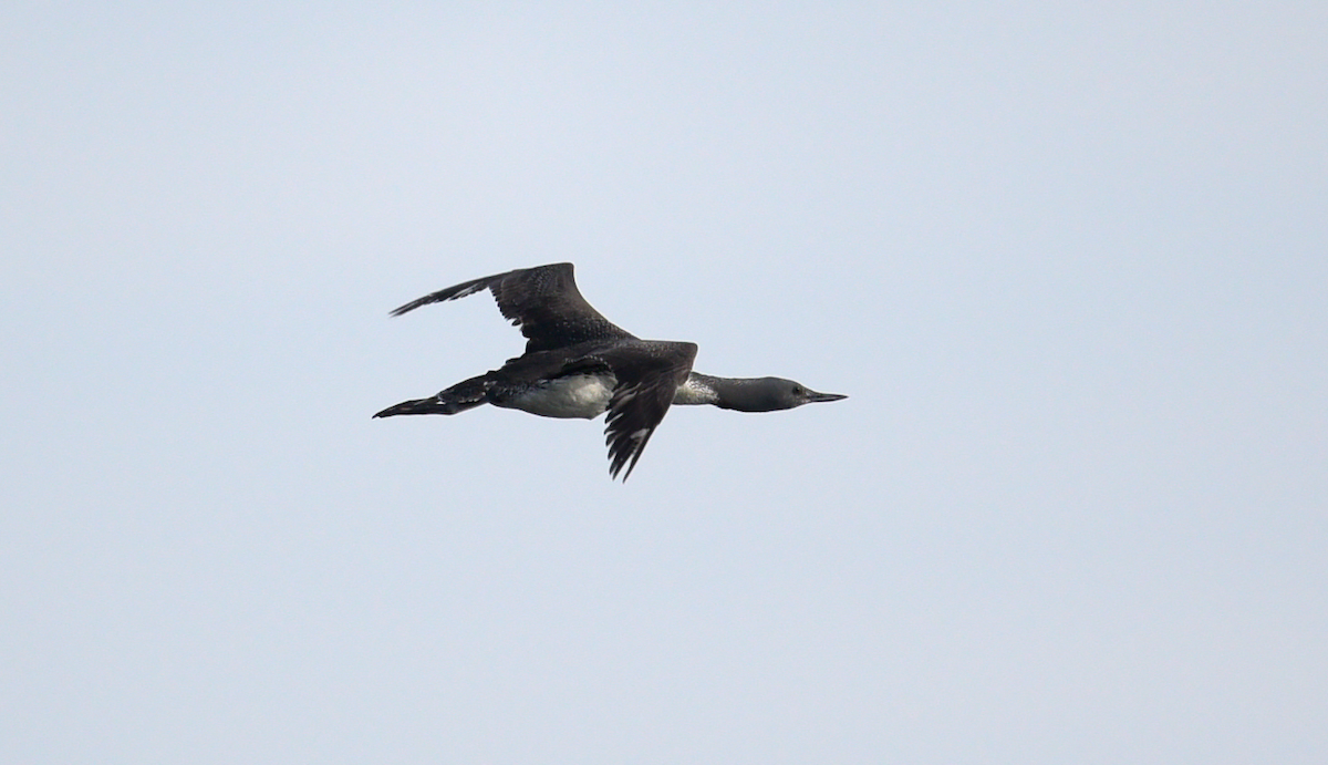 Red-throated Loon - ML620564602